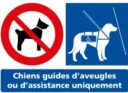 Chiens guides d'aveugles ou d'assistance uniquement