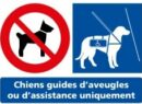 Chiens guides d'aveugles ou d'assistance uniquement